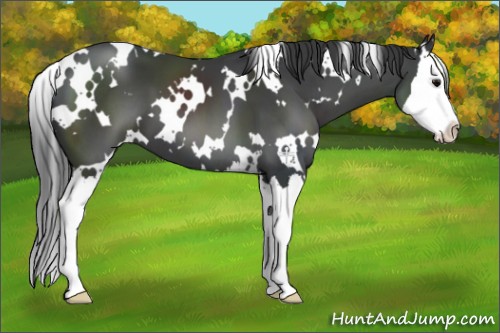 Horse Color:White Spotted Black Splash 