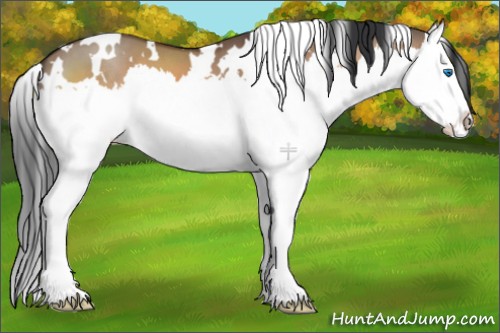 Horse Color:White Spotted Brown Dun Splash 
