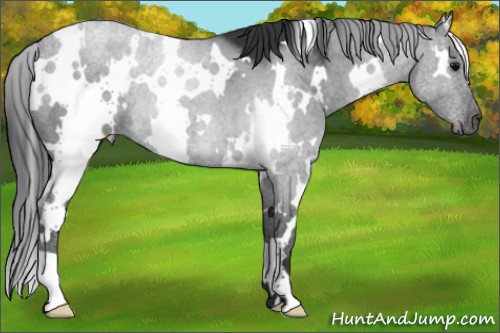 Horse Color:White Spotted Black 