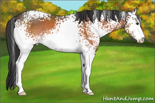 Horse Color:White Spotted Brown Sabino 