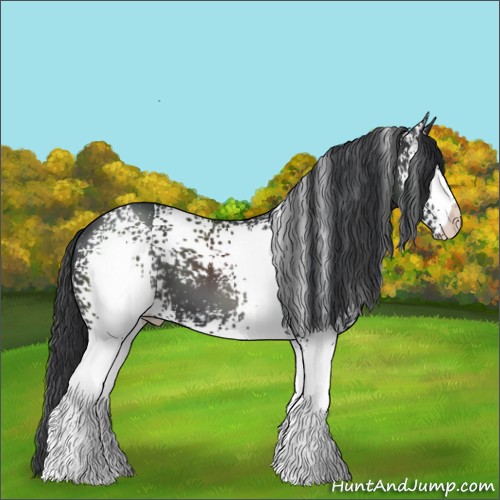 Horse Color:White Spotted Black 