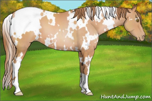 Horse Color:White Spotted Brown Pearl 