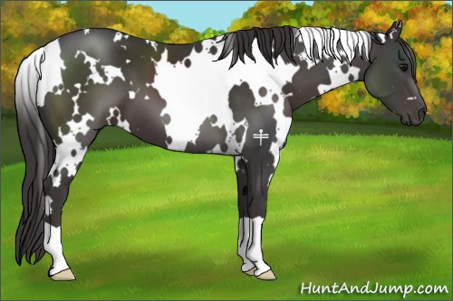 Horse Color:White Spotted Smoky Black 