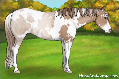 Horse Color:White Spotted Black Pearl Sabino 