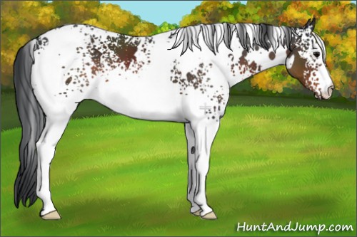 Horse Color:White Spotted Brown 