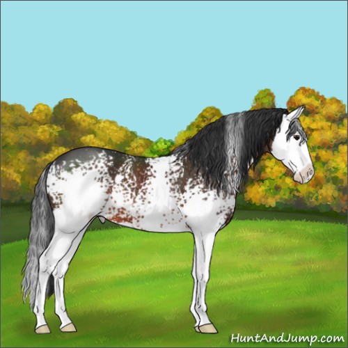 Horse Color:White Spotted Brown Splash 