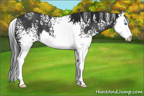 Horse Color:White Spotted Black Splash 