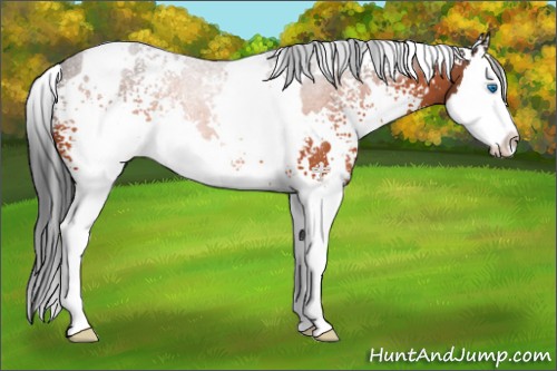 Horse Color:White Spotted Brown Splash 