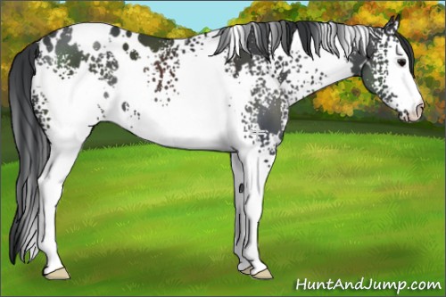 Horse Color:White Spotted Black 