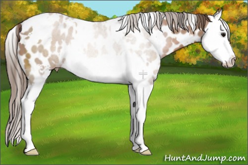 Horse Color:White Spotted Black Pearl Splash Appaloosa 