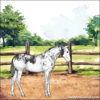 Horse Color:White Spotted Black Splash