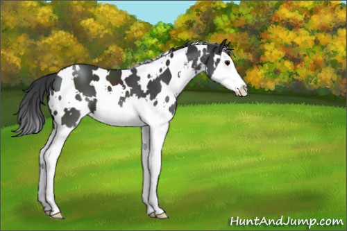 Horse Color:White Spotted Black Sabino Splash 