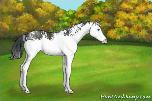 Horse Color:White Spotted Black Splash 