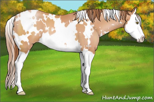Horse Color:White Spotted Brown Pearl Splash 