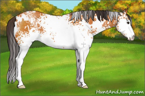 Horse Color:White Spotted Buckskin 