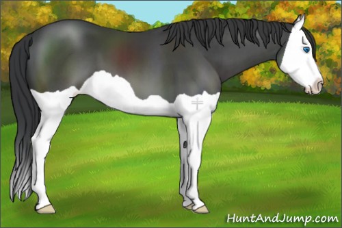Horse Color:Black Splash 