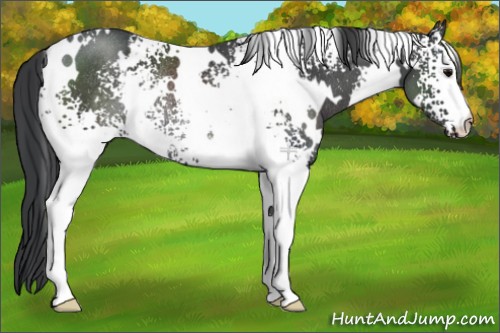 Horse Color:White Spotted Black Rabicano 