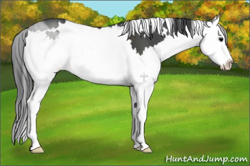 Horse Color:White Spotted Black Splash 