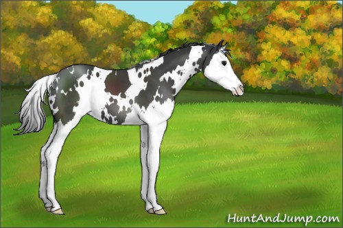 Horse Color:White Spotted Black Splash 