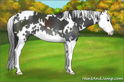 Horse Color:White Spotted Black Splash 