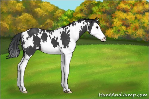 Horse Color:White Spotted Black Splash 