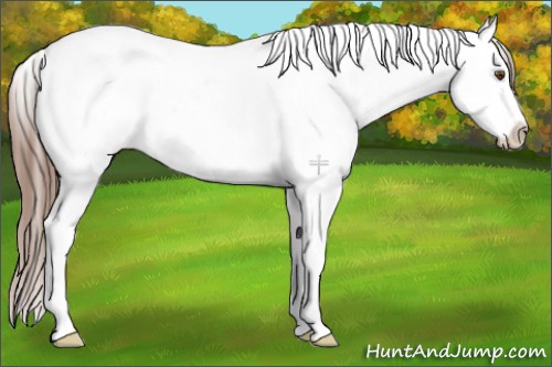 Horse Color:White Spotted Brown Pearl Splash 
