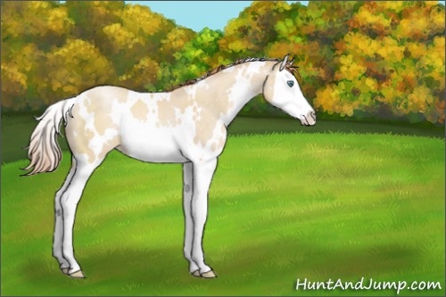 Horse Color:White Spotted Smoky Grullo Pearl Splash 