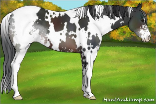 Horse Color:White Spotted Brown Sabino 