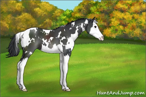 Horse Color:White Spotted Black Splash 