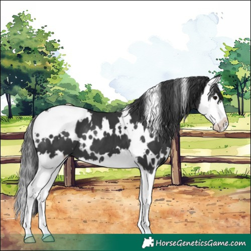 Horse Color:White Spotted Black Splash