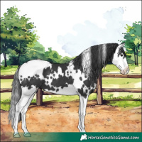 Horse Color:White Spotted Black Splash