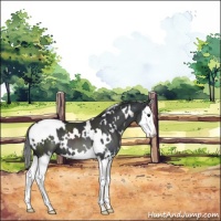 Horse Color:White Spotted Black Splash 