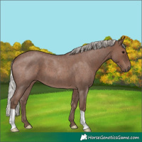 Horse Color:Silver Blue Roan 