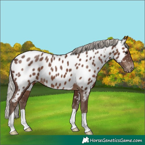 Horse Color:Silver Black Appaloosa