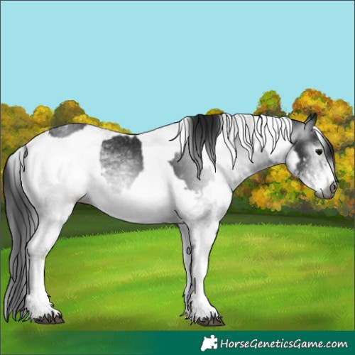 Horse Color:Gray White Spotted Black  and Gray White Spotted Black 
