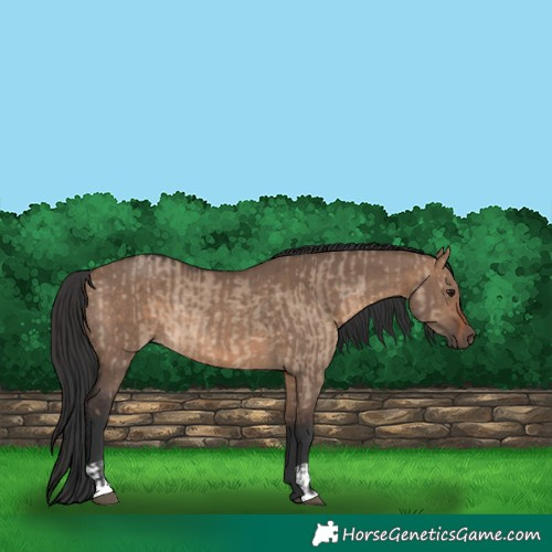 Horse Color:Brown Dun  and Brown Dun Rabicano 