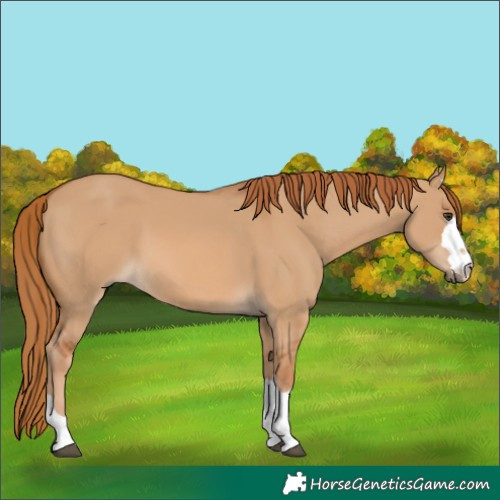 Horse Color:Red Dun 