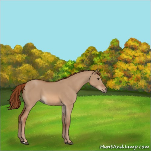Horse Color:Red Dun 