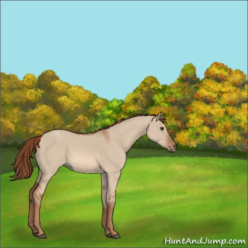 Horse Color:Red Dun