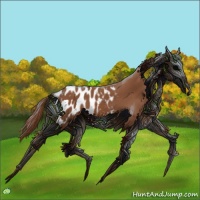 Horse Color:Chestnut Appaloosa 