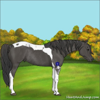 Horse Color:Black Tobiano Rabicano 
