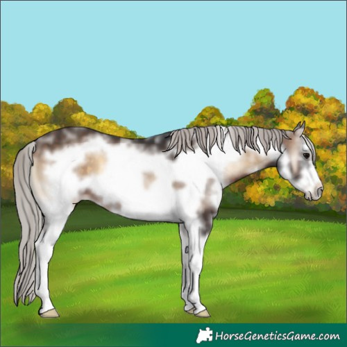 Horse Color:Silver Brown Onyx Sabino Frame 