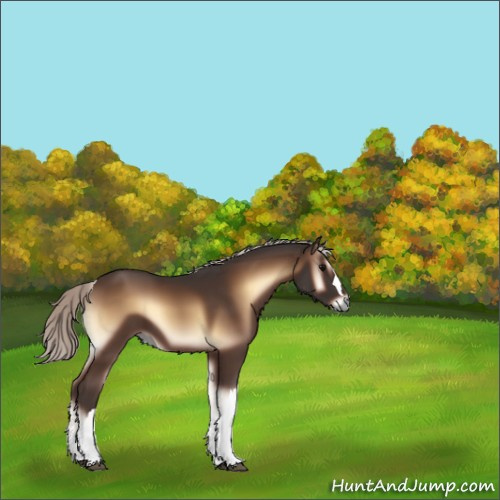 Horse Color:Silver Brown Onyx 
