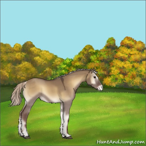 Horse Color:Silver Smoky Grullo Onyx Appaloosa 