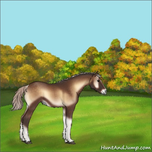 Horse Color:Silver Brown Onyx Sabino 