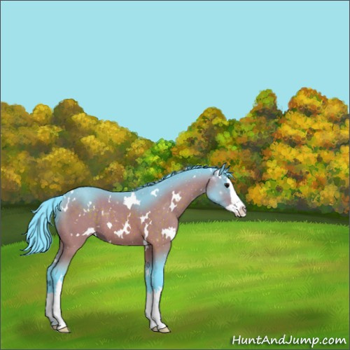 Horse Color:Watercolor White Spotted Bay Splash Rabicano 