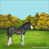 Horse Color:Black Sabino