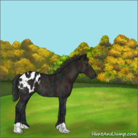 Horse Color:Midnight Brown Ice Appaloosa 