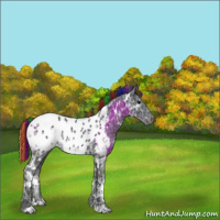 Horse Color:Painted White Spotted Black Ice Appaloosa 