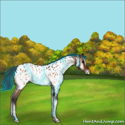 Horse Color:Thunderstruck Bay Onyx Sabino Appaloosa 